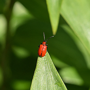 Lilienhähnchen