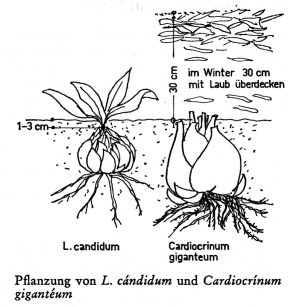 Zwiebeln