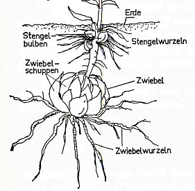 Stengelbulben