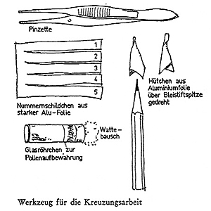 Stengelbulben